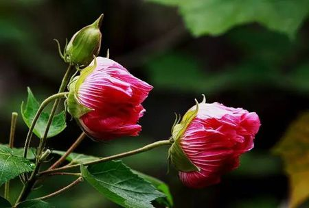 怎样描写芒种季节