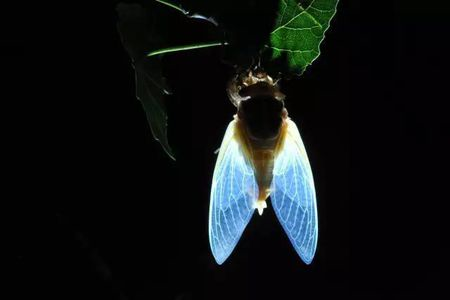 怎样描写芒种季节