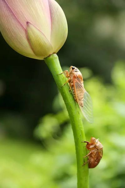 怎样描写芒种季节