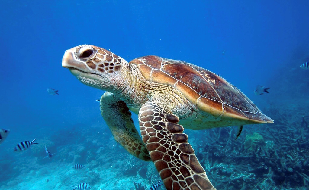 活取撒中魚打一動物