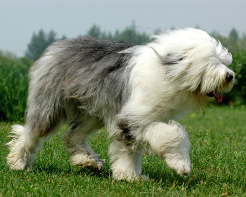 什麼犬馬力的成語