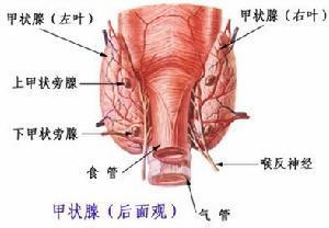 tl/rads4b類是什麼意思