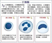 白细胞2-5是什么意思