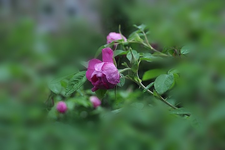 野玫瑰花的樣子描寫