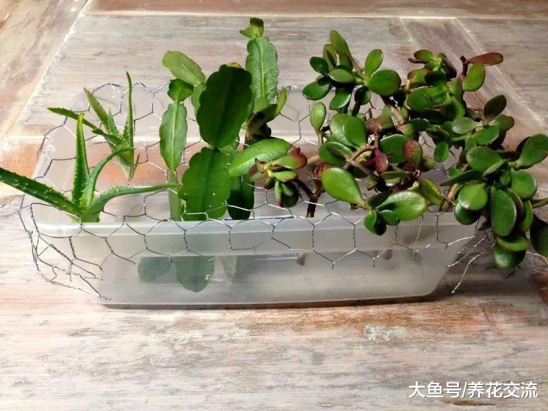 用铁丝网和塑料盒自制一个水培容器, 家里的多肉植物都能水培养护