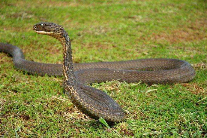 眼镜王蛇,名字随眼镜蛇相似,但不可相提并论,且眼镜王蛇颈部后呈v字型