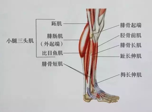 腿的结构图和名称图片