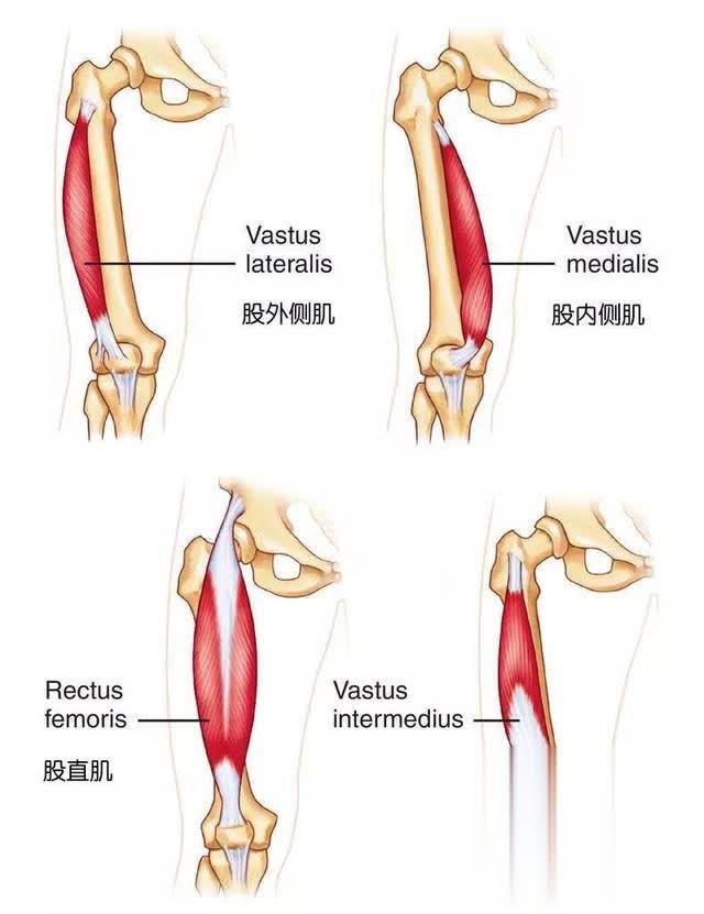 大腿前侧肌肉解剖图图片