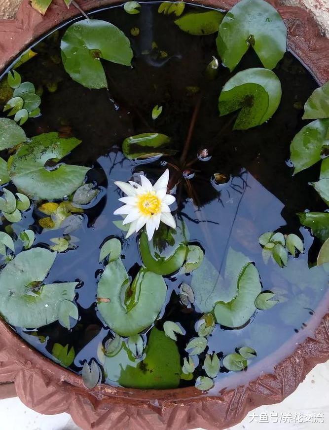 為什麼你養的睡蓮莖葉容易腐爛怎麼養才容易開花