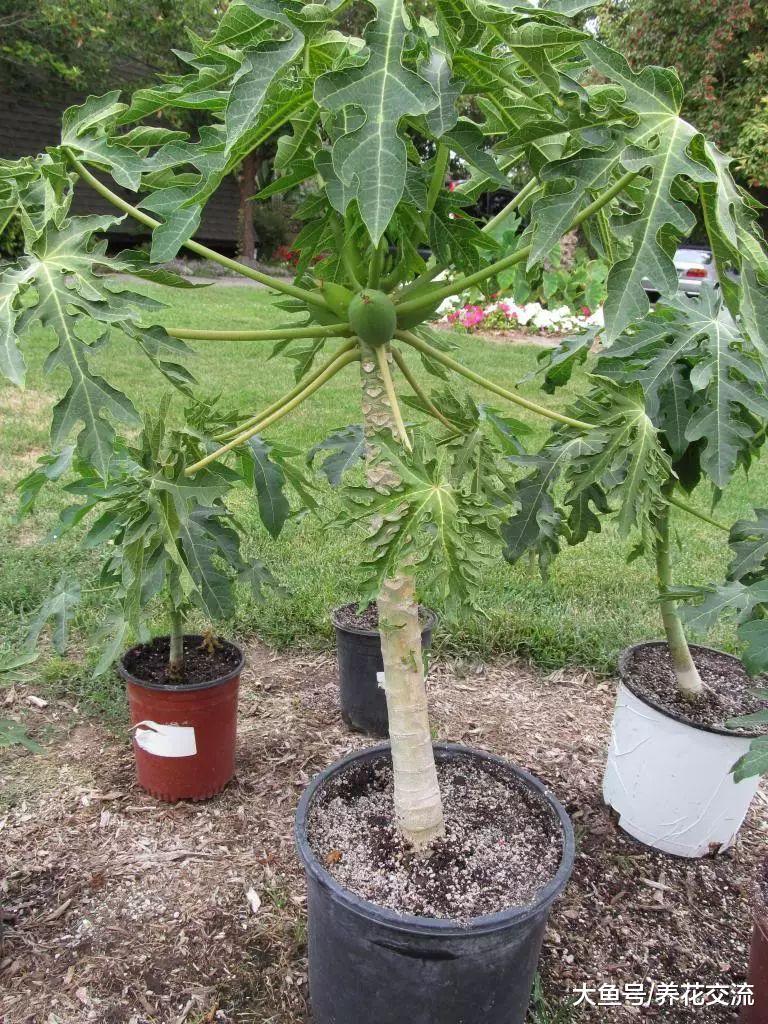 盆栽养护的番木瓜能养出梨形的果子, 吃完的木瓜籽可以直接播种
