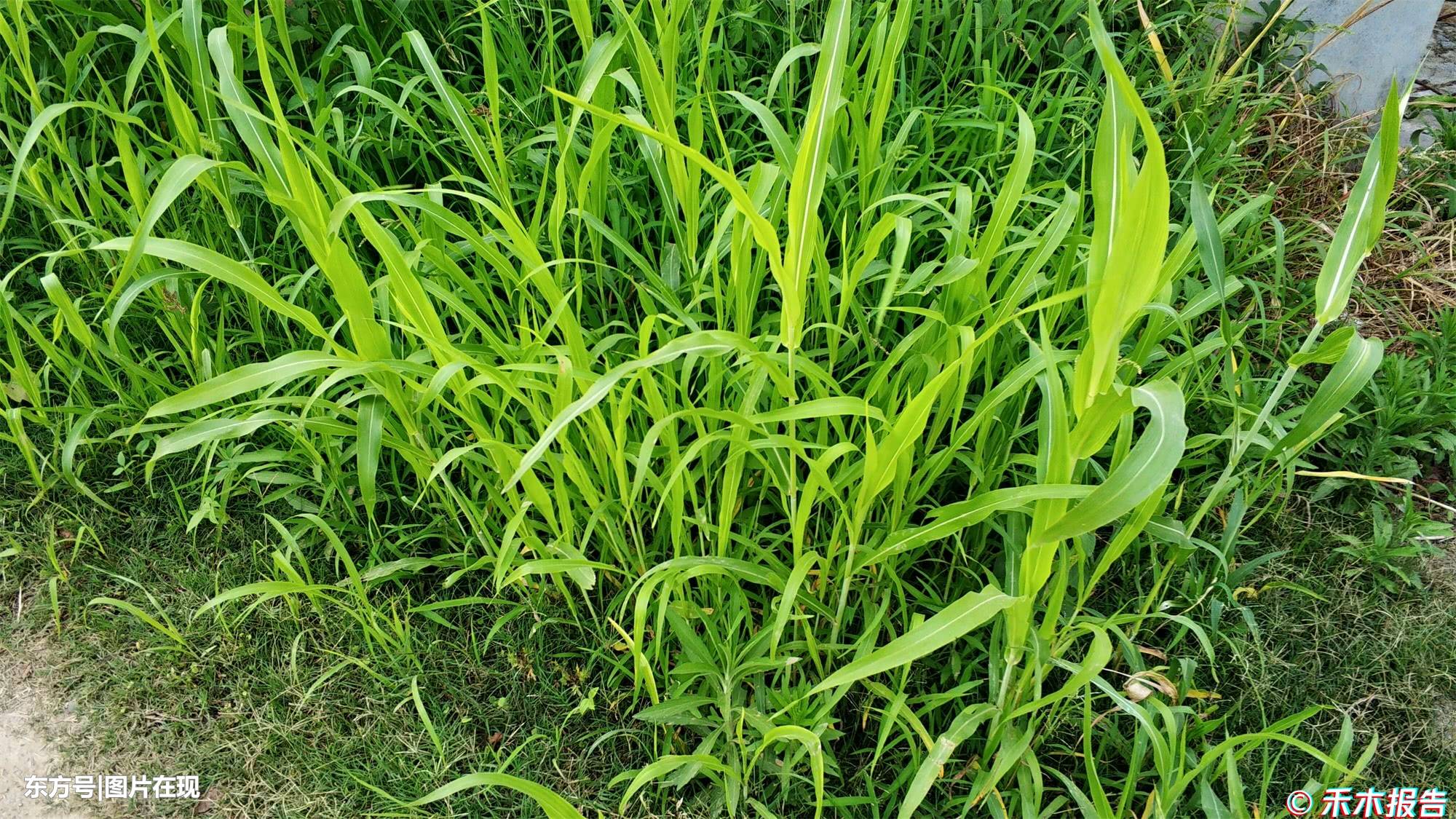 农村一野草,根长达12米,农民称它草中皇帝,茎是难得美味