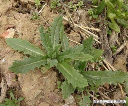 农村一种野草会刺人见了要绕道却是15一斤的发财草