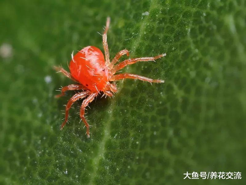 下面這6種方法能輕鬆搞定植物花卉困擾的紅蜘蛛