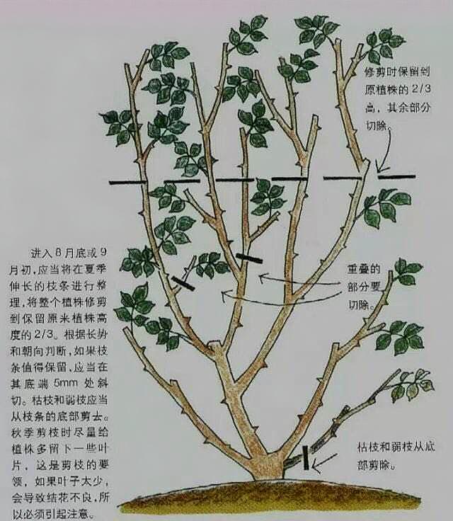 四季海棠的修剪方法图片
